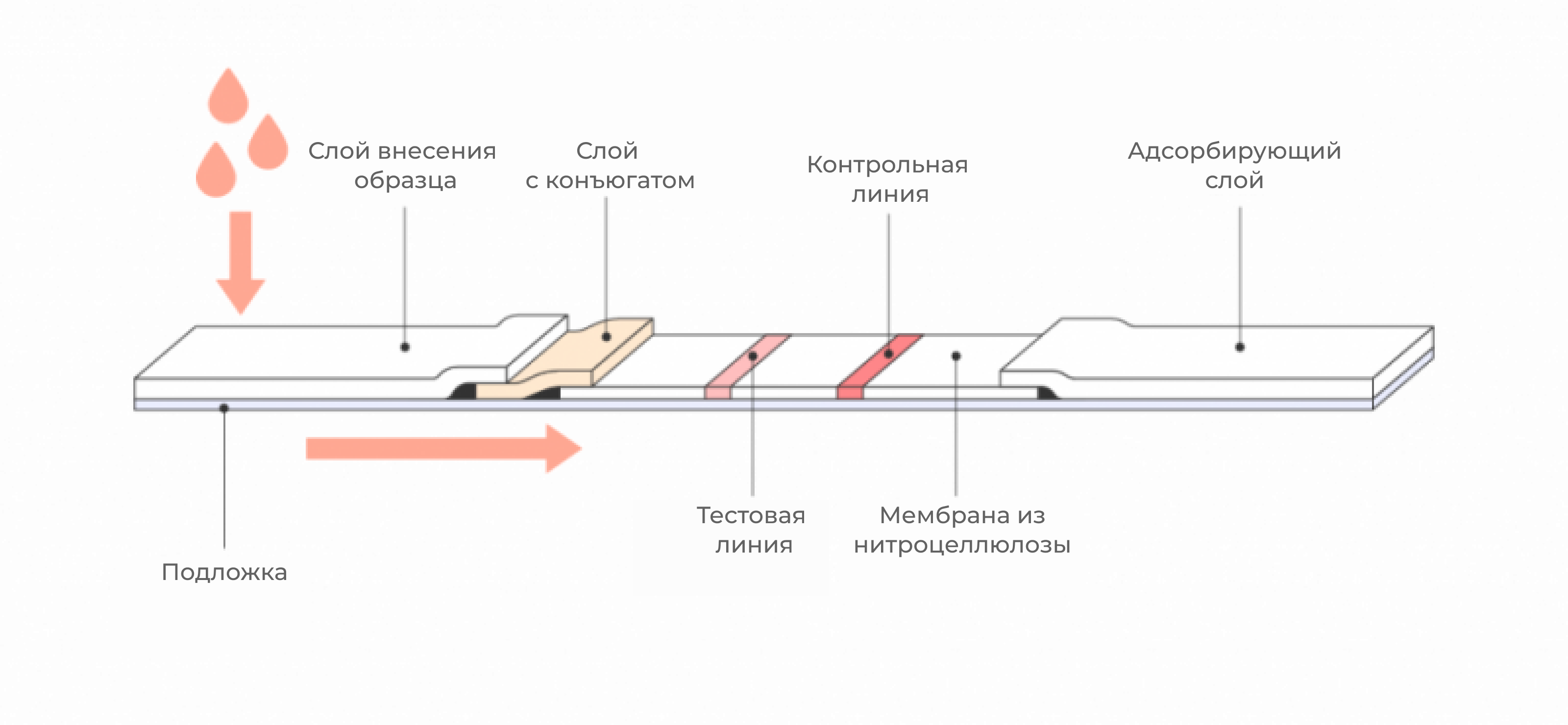 Типичная схема тест-полоски с боковым потоком.
